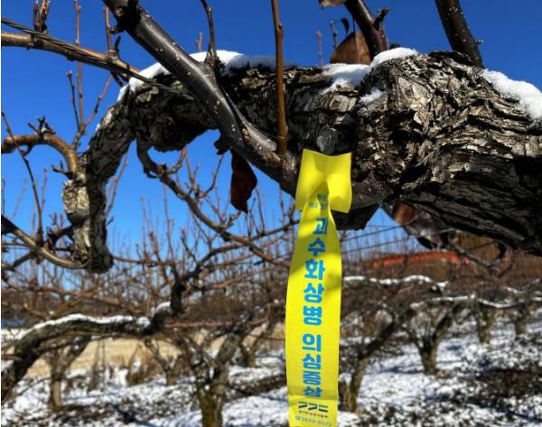 경기도, 동절기 과수화상병 확산 방지를 위한 궤양 제거 당부