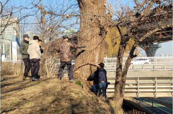 강남구, 탄천 등 생태하천 '위험 수목' 일제 정비…태풍·집중호우 대비