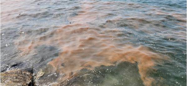 “바다 주황빛 적조?” 경기도, 무해성 ‘야광충’ 확인. 인체·수산물 영향 없어