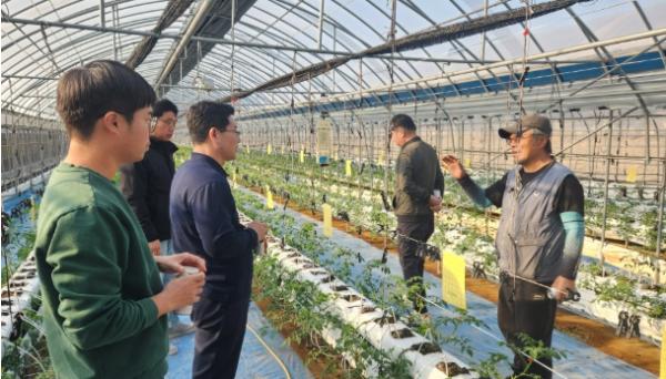 강화군, 토마토 농가 맞춤형 안전교육 진행… 농작업 사고 예방 나서