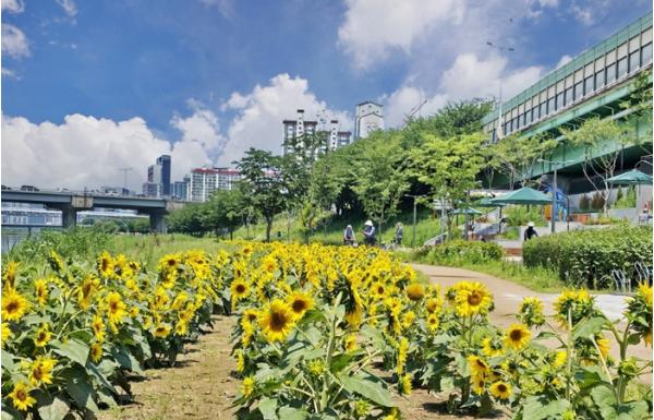 금천구, 안양천에 피어난 노란 생기... 황금빛 해바라기 ‘활짝’