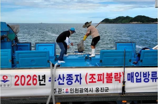 옹진군, 조피볼락 종자 30만 마리 방류